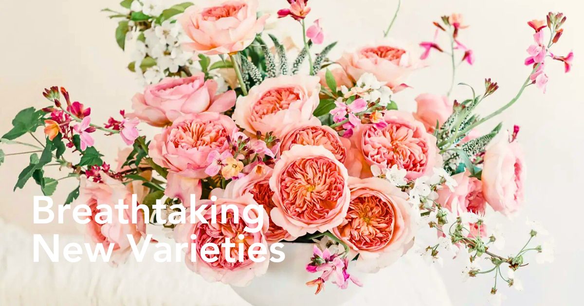 David Austin Introduces Two Exquisite New Wedding Roses