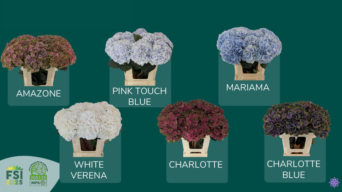 Hydrangeas by Vicini 