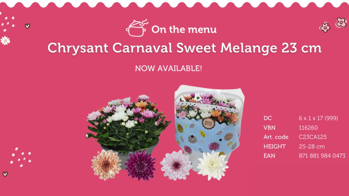 Chrysanthemum Carnaval Sweet Melange by SV.CO