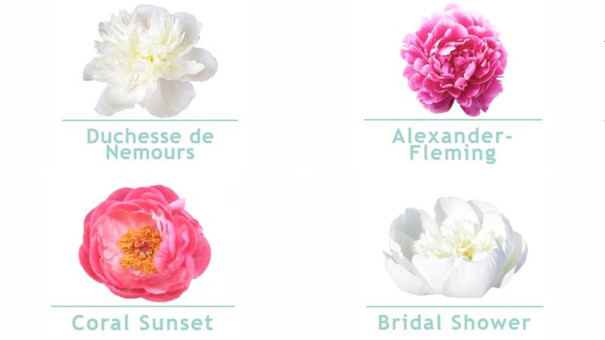 Peonies by Bianca Flowers