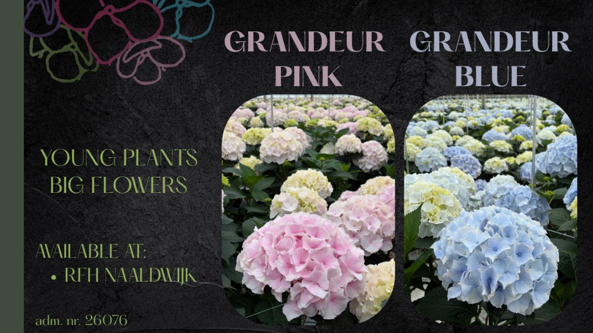 Hydrangea Grandeur Pink and Grandeur Blue by Intense Flower House