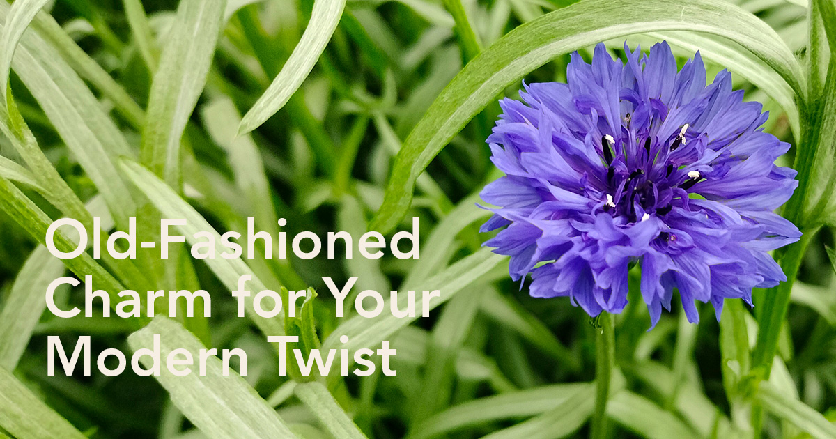 Maurits Keppel cornflowers