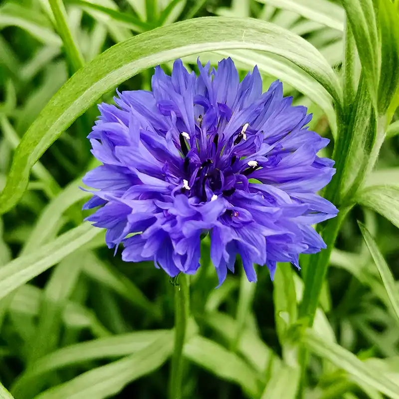 Maurits Keppel cornflowers