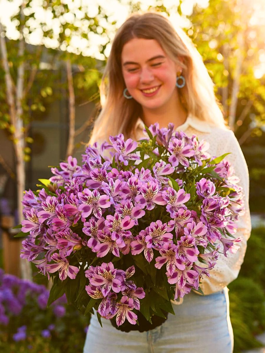 Alstroemeria Modern-Day Customers Prefer Sustainably Produced Flowers