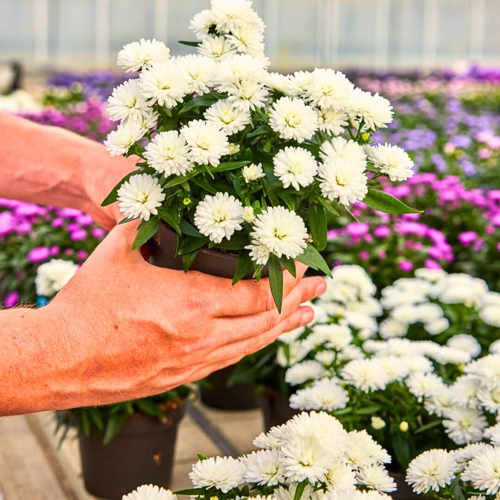 Asters Modern-Day Customers Prefer Sustainably Produced Flowers