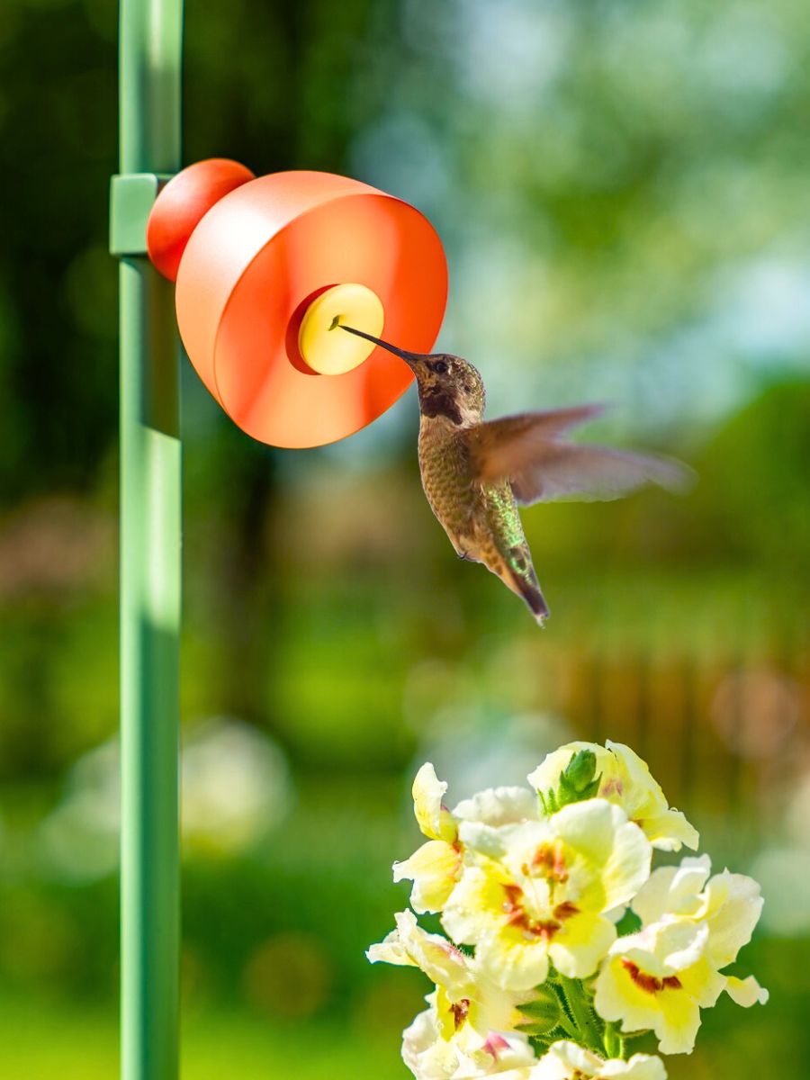 Hummingbird feeding off pollinating point in Wonder Block Hummingbird feeding off pollinating point in Wonder Block