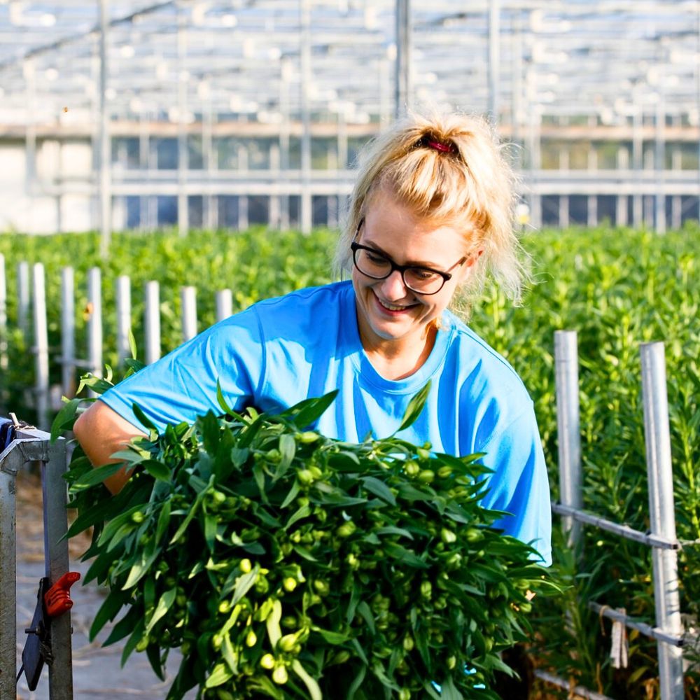 Alstroemeria Modern-Day Customers Prefer Sustainably Produced Flowers