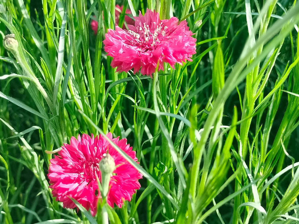 Maurits Keppel Centaurea red in field Maurits Keppel Centaurea red in field