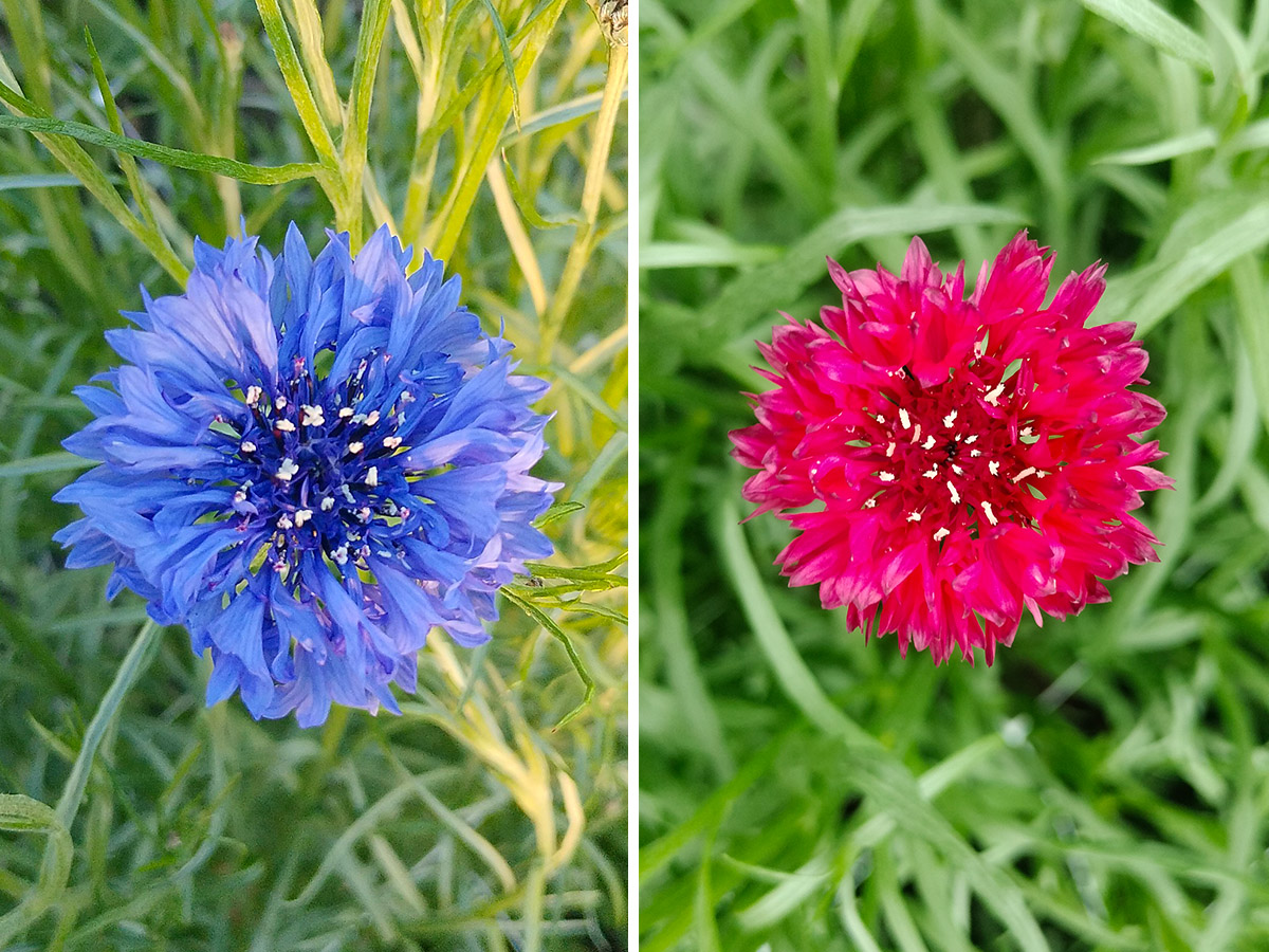 Maurits Keppel Centaurea blue and red in field Maurits Keppel Centaurea blue and red in field
