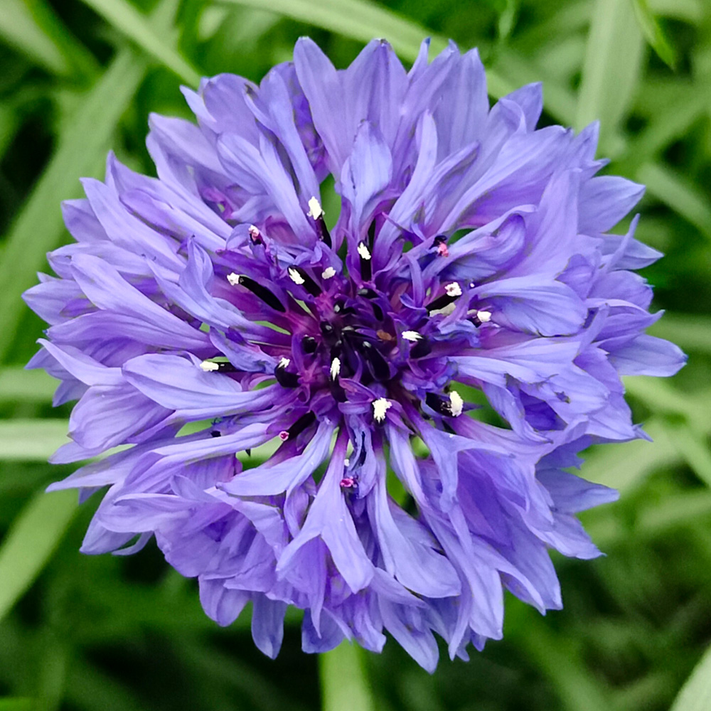Maurits Keppel Centaurea blue detail Maurits Keppel Centaurea blue detail