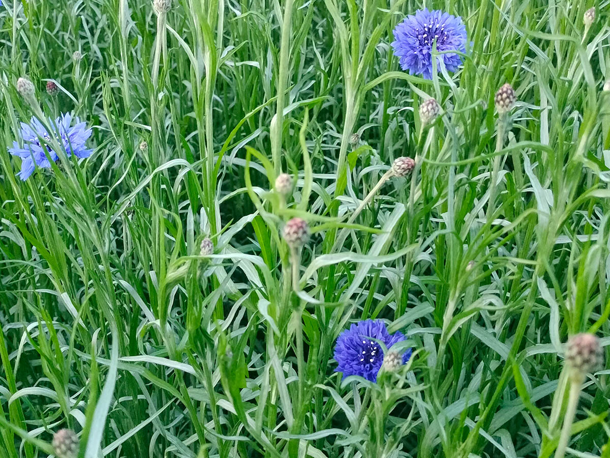 Maurits Keppel Centaureas blue in field Maurits Keppel Centaureas blue in field