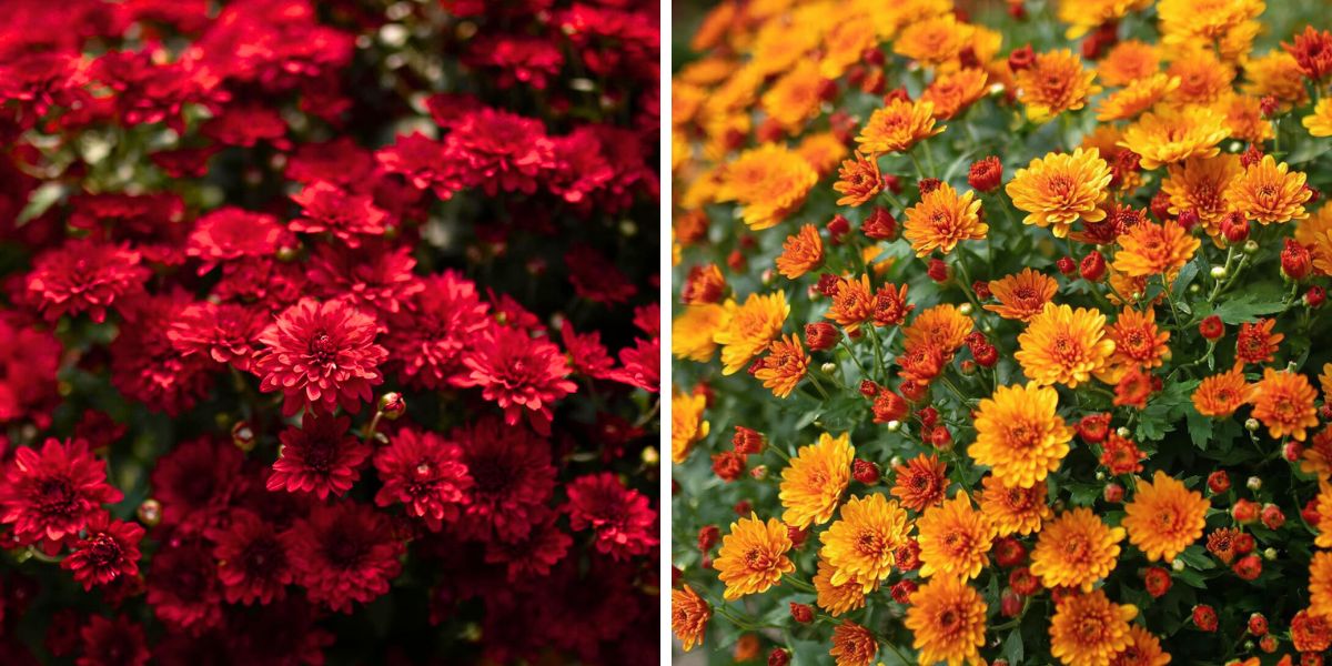 Red and orange garden Chrysanthemums Red and orange garden Chrysanthemums