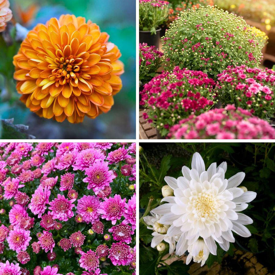 Chrysanthemum x Morifolium garden plants Chrysanthemum x Morifolium garden plants