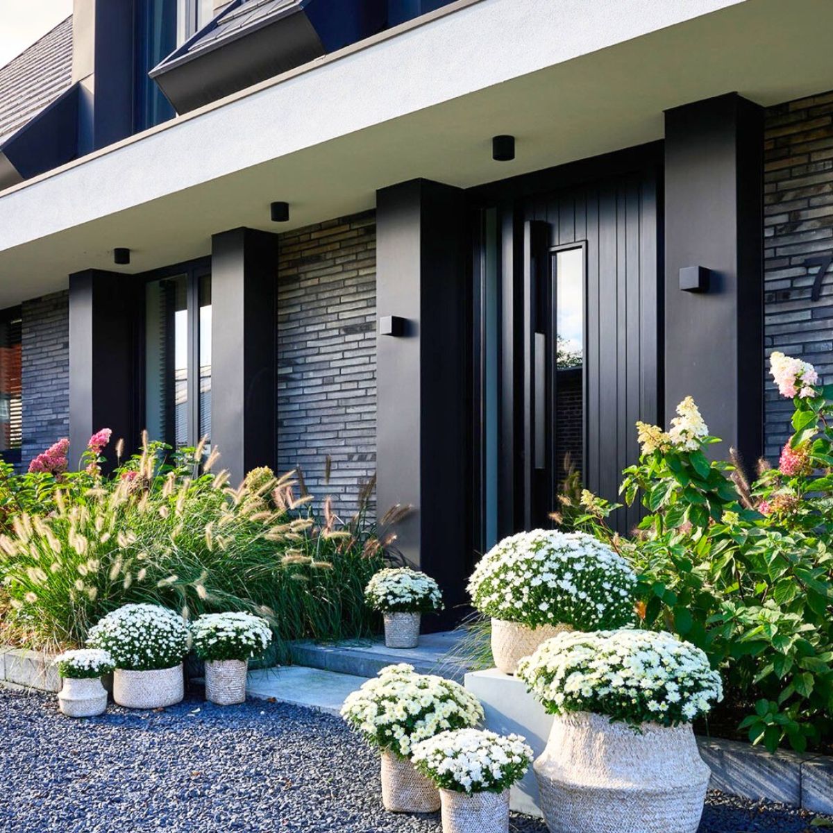 White garden mums by Royal Van Zanten White garden mums by Royal Van Zanten