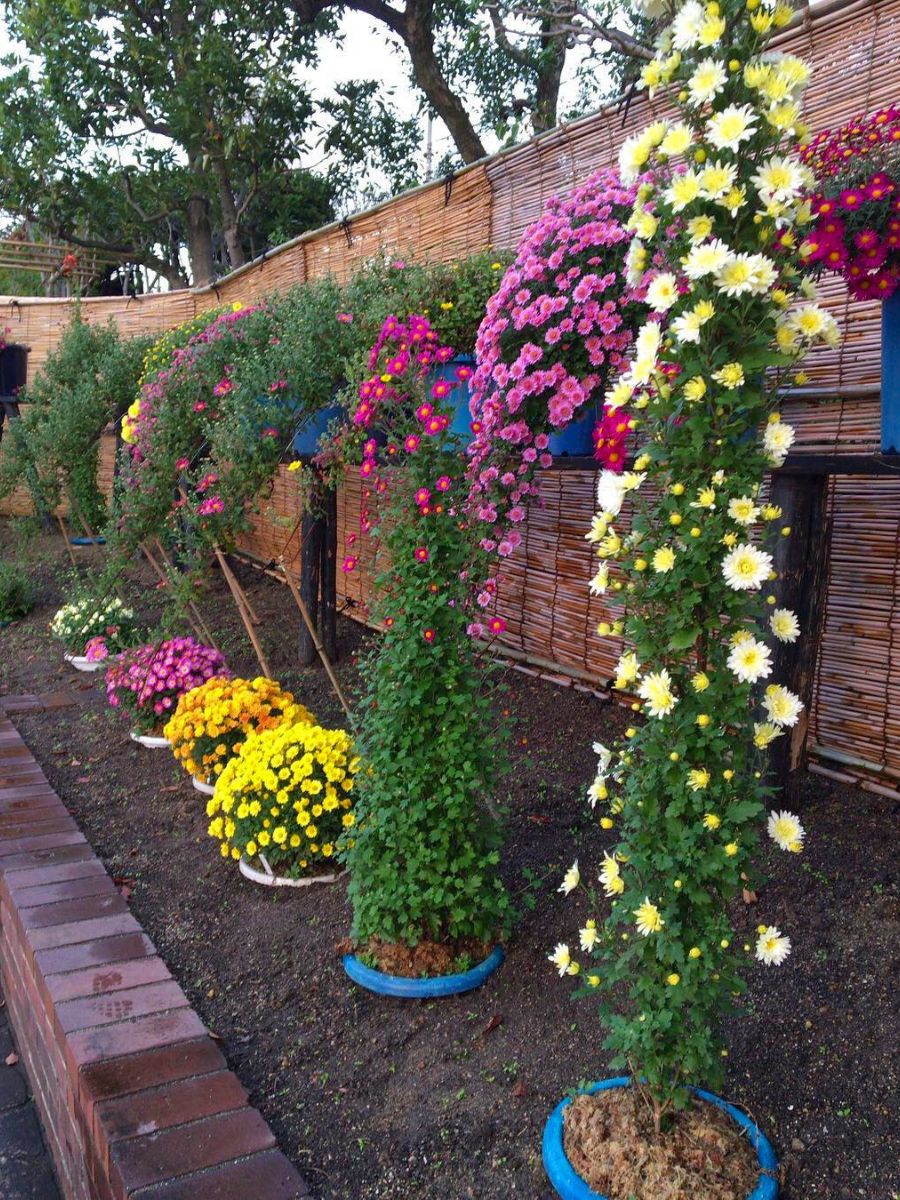 Colorful chrysanthemums growing in a garden integrated Colorful chrysanthemums growing in a garden integrated