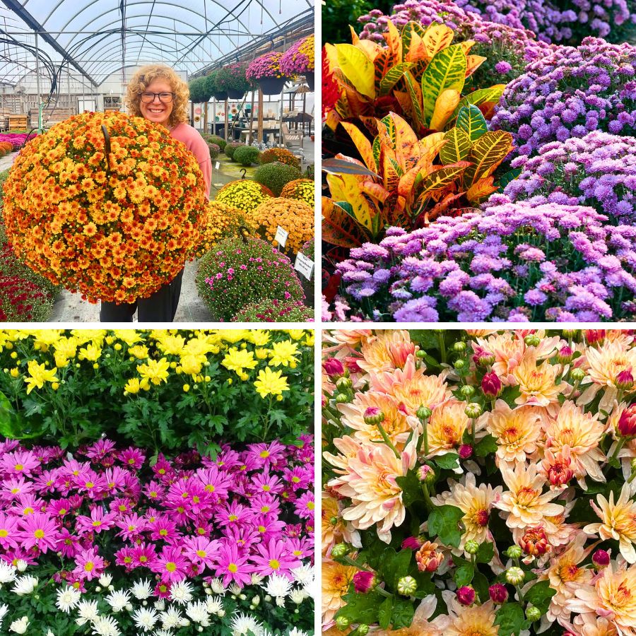 Different colored Chrysanthemum x Morifolium Different colored Chrysanthemum x Morifolium