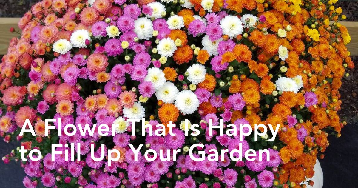 Colorful garden mums