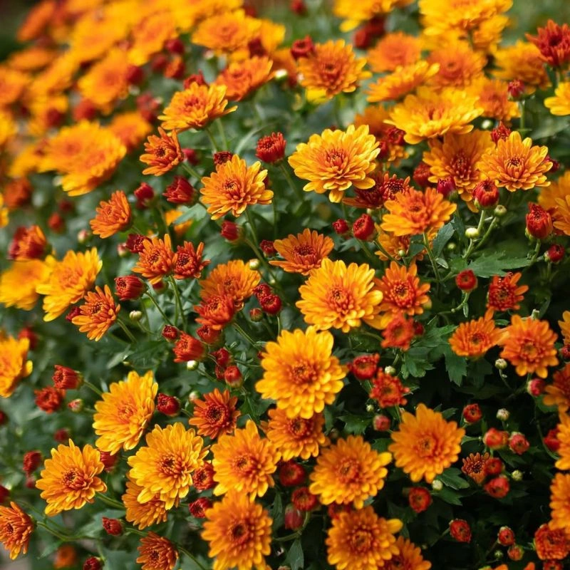 orange garden mums