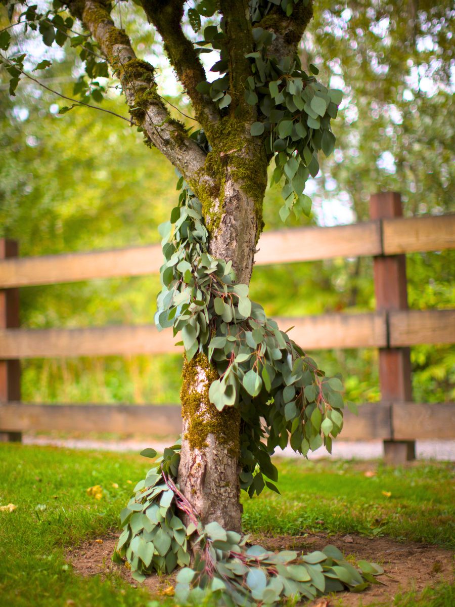 A tree wrapped with Eucalyptus leaves A tree wrapped with Eucalyptus leaves