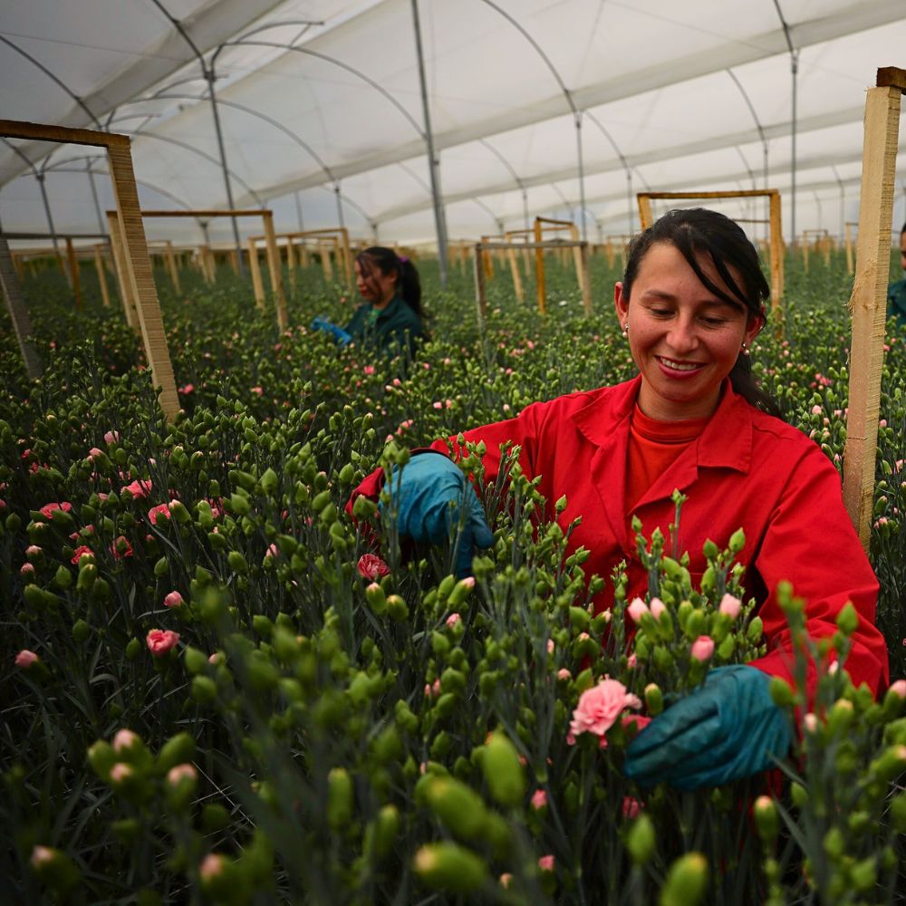 Carnation harvesting Why the Modern Customer Is Keen on Sustainably Produced Flowers and Plants