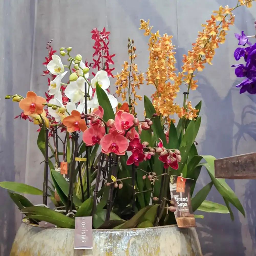 Stolk Flora grower on Thursd feature