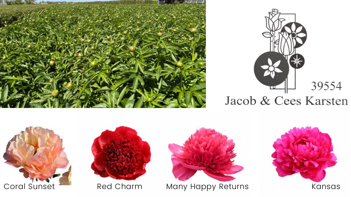 Peonies Karsten