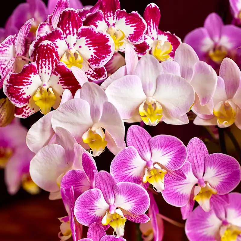 Phalaenopsis Sunca Mix by Anthura