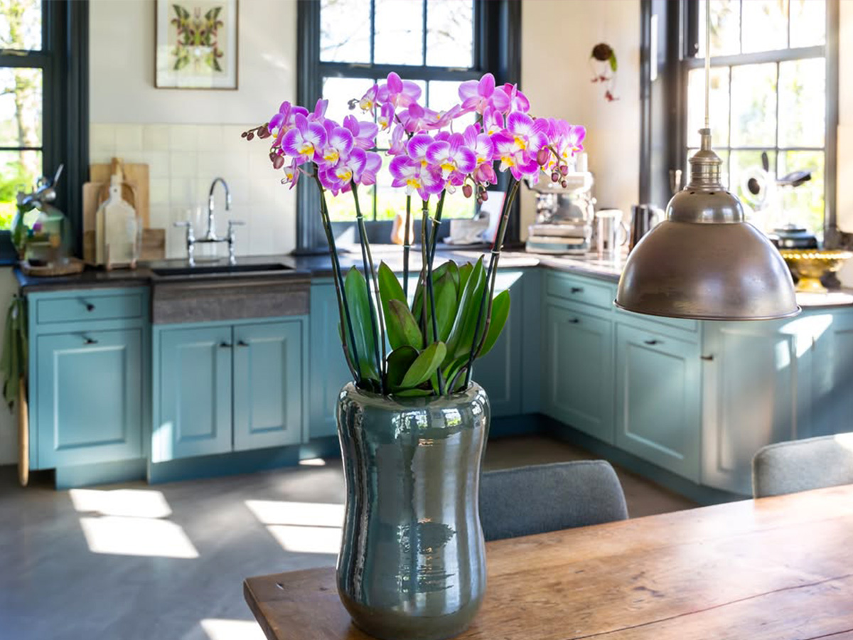 Anthura Phalaenopsis Sunca Split in kitchen Anthura Phalaenopsis Sunca Split in kitchen