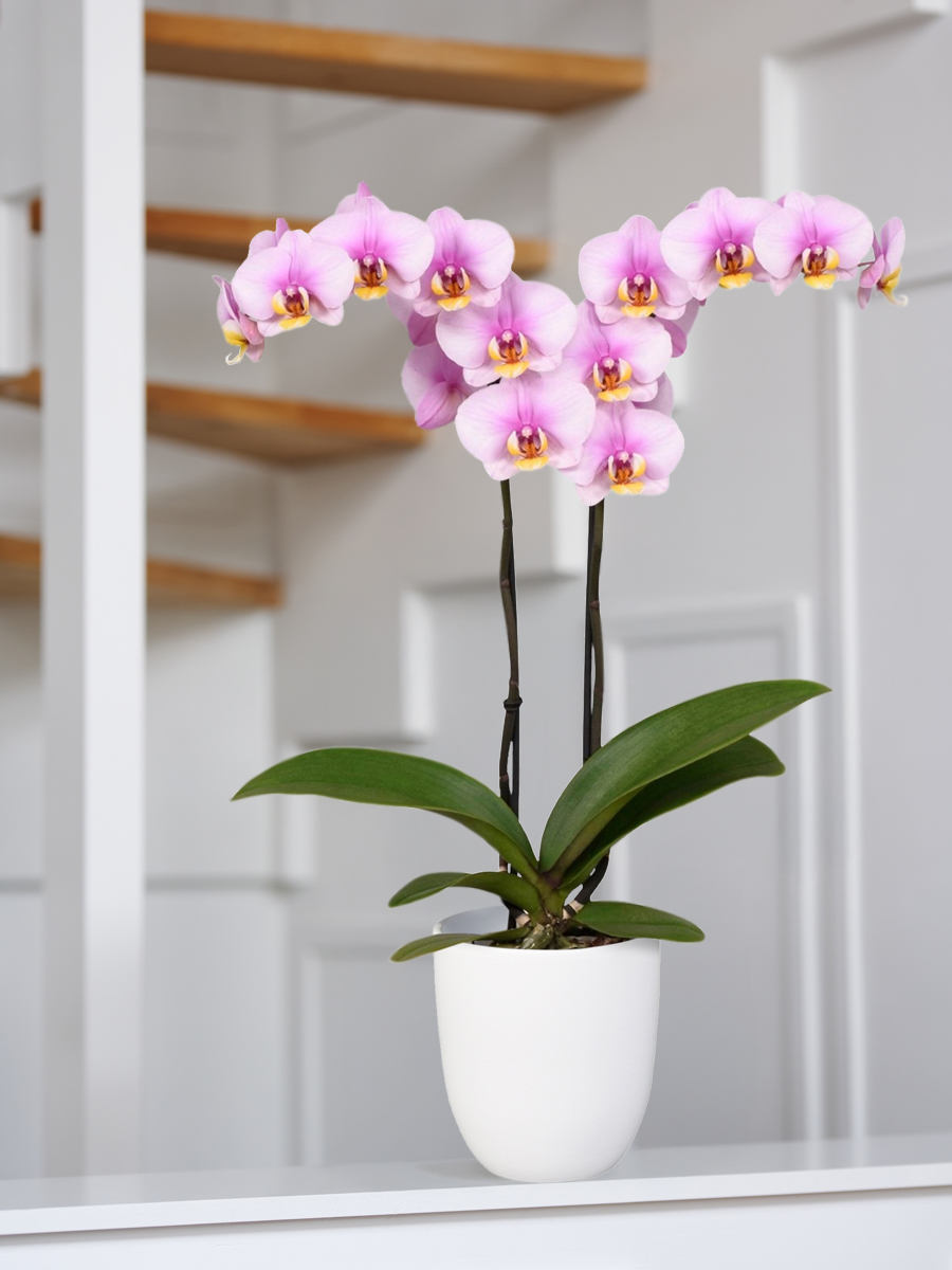Anthura Phalaenopsis Sunca Zadar in living room Anthura Phalaenopsis Sunca Zadar in living room