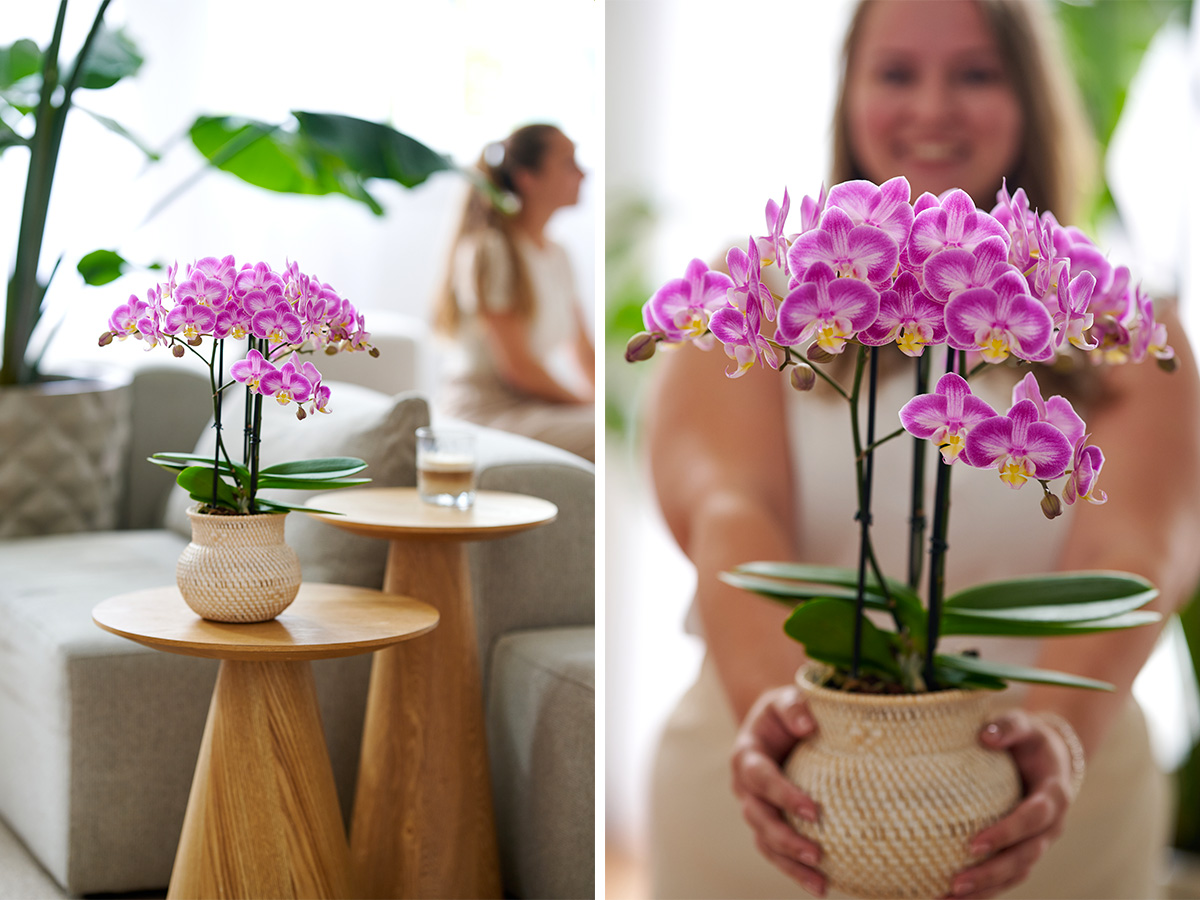 Anthura Phalaenopsis Sunca Pula in living room Anthura Phalaenopsis Sunca Pula in living room