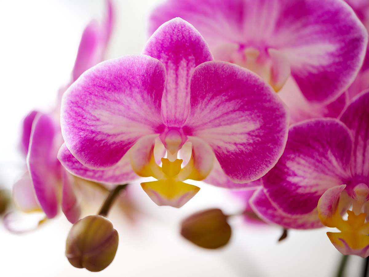 Anthura Phalaenopsis Sunca Pula close up Anthura Phalaenopsis Sunca Pula close up