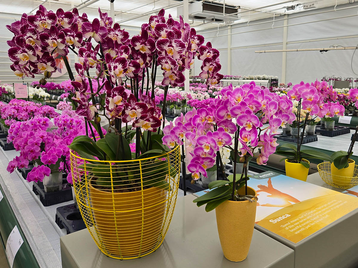 Anthura Phalaenopsis Sunca Zagreb and Pula Anthura Phalaenopsis Sunca Zagreb and Pula