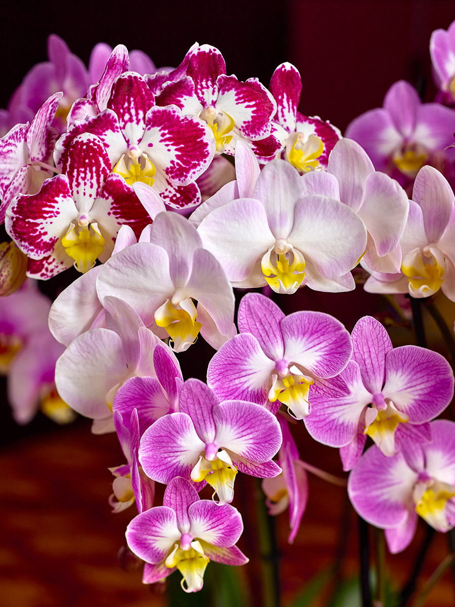 Anthura Phalaenopsis Sunca series close up Anthura Phalaenopsis Sunca series close up
