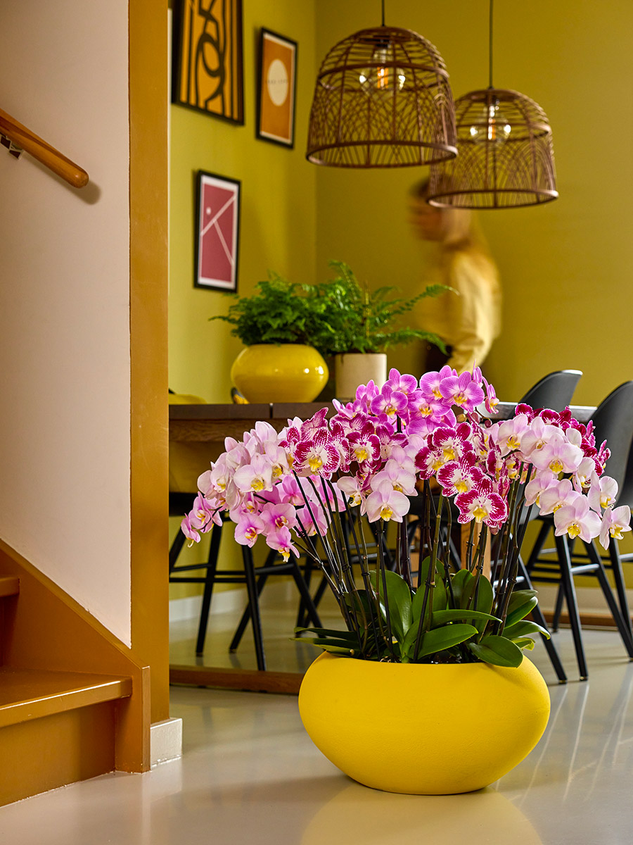 Anthura Phalaenopsis Sunca series in living room Anthura Phalaenopsis Sunca series in living room