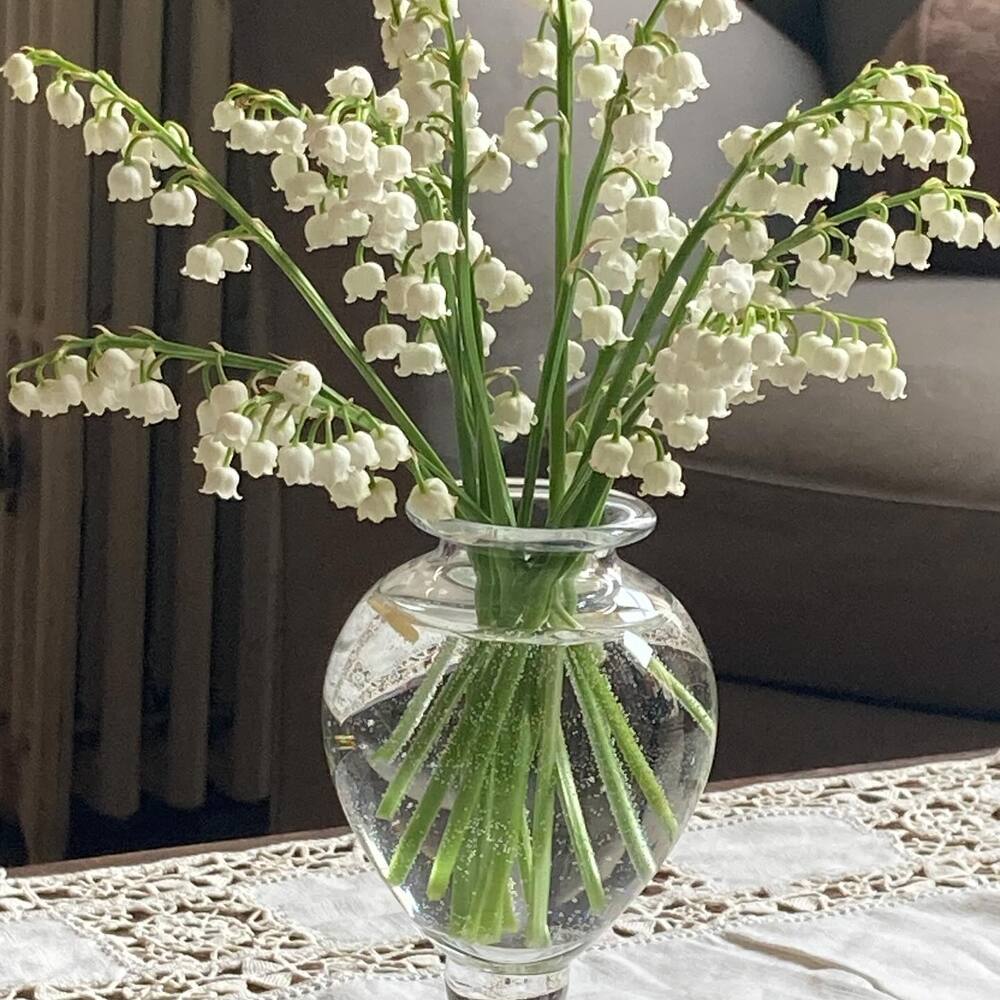 smelling lily of the valley in the room smelling lily of the valley in the room