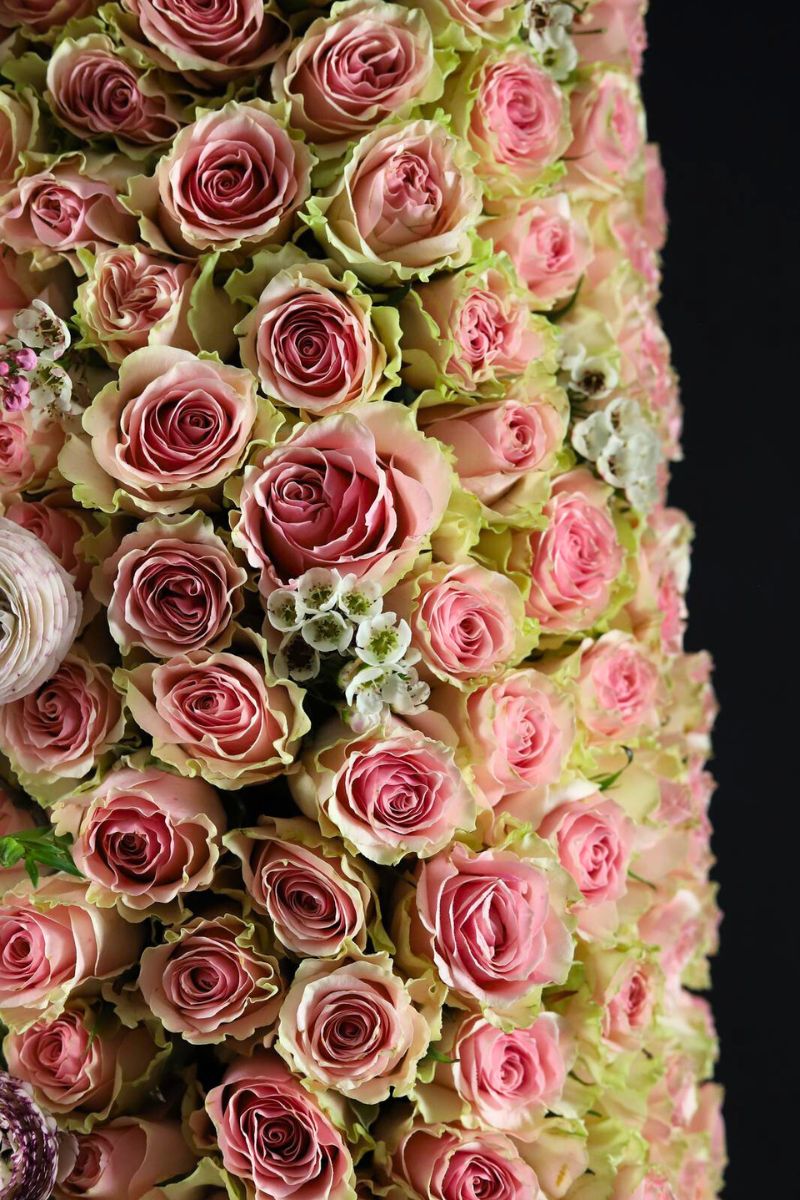 Close Up Design With Rose Frutteto De Ruiter East Africa