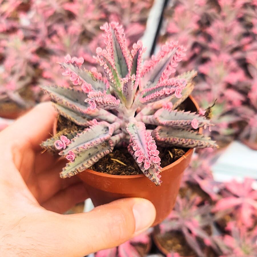 Kalanchoe Daigremontiana Pink Butterfly by Winco Holland Kalanchoe Daigremontiana Pink Butterfly by Winco Holland