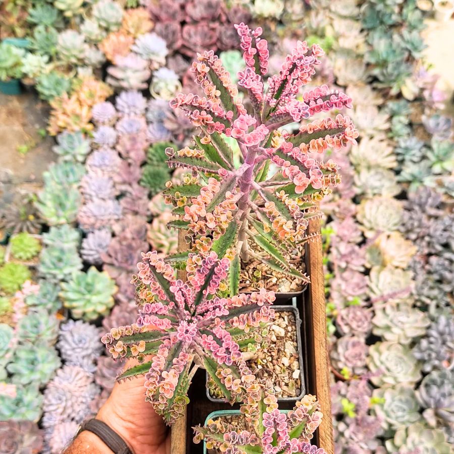 Kalanchoe Daigremontiana Pink Butterfly by ABLCactus Vivero Kalanchoe Daigremontiana Pink Butterfly by ABLCactus Vivero