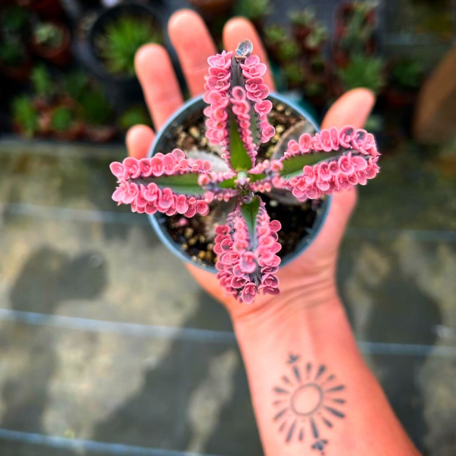 Kalanchoe Daigremontiana Pink Butterfly by Sapling Bud Kalanchoe Daigremontiana Pink Butterfly by Sapling Bud