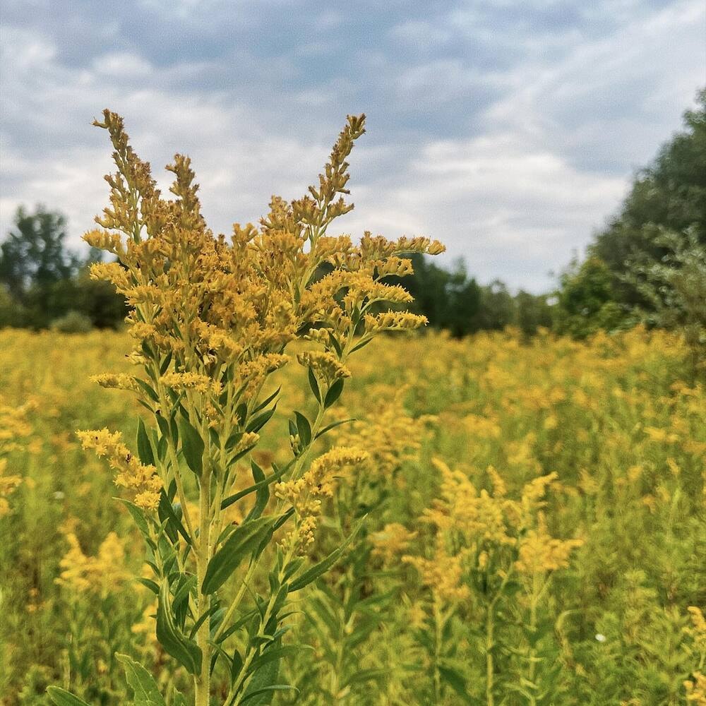 goldenrod also known as solidago flower growing in the wild goldenrod also known as solidago flower growing in the wild