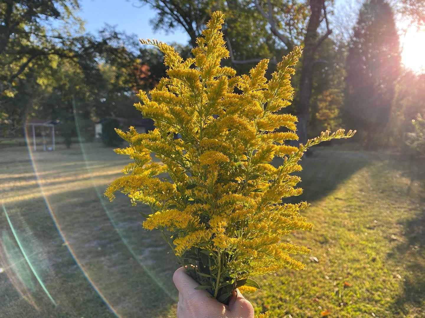 holding a bunch of goldenrod holding a bunch of goldenrod