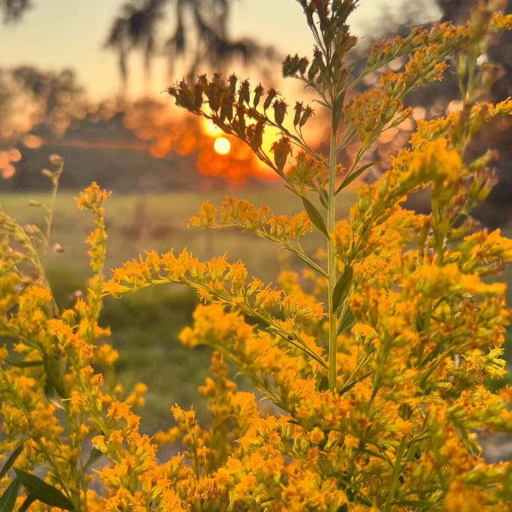 the beautiful flowers of goldenrod gleaming with sun at the backdrop the beautiful flowers of goldenrod gleaming with sun at the backdrop