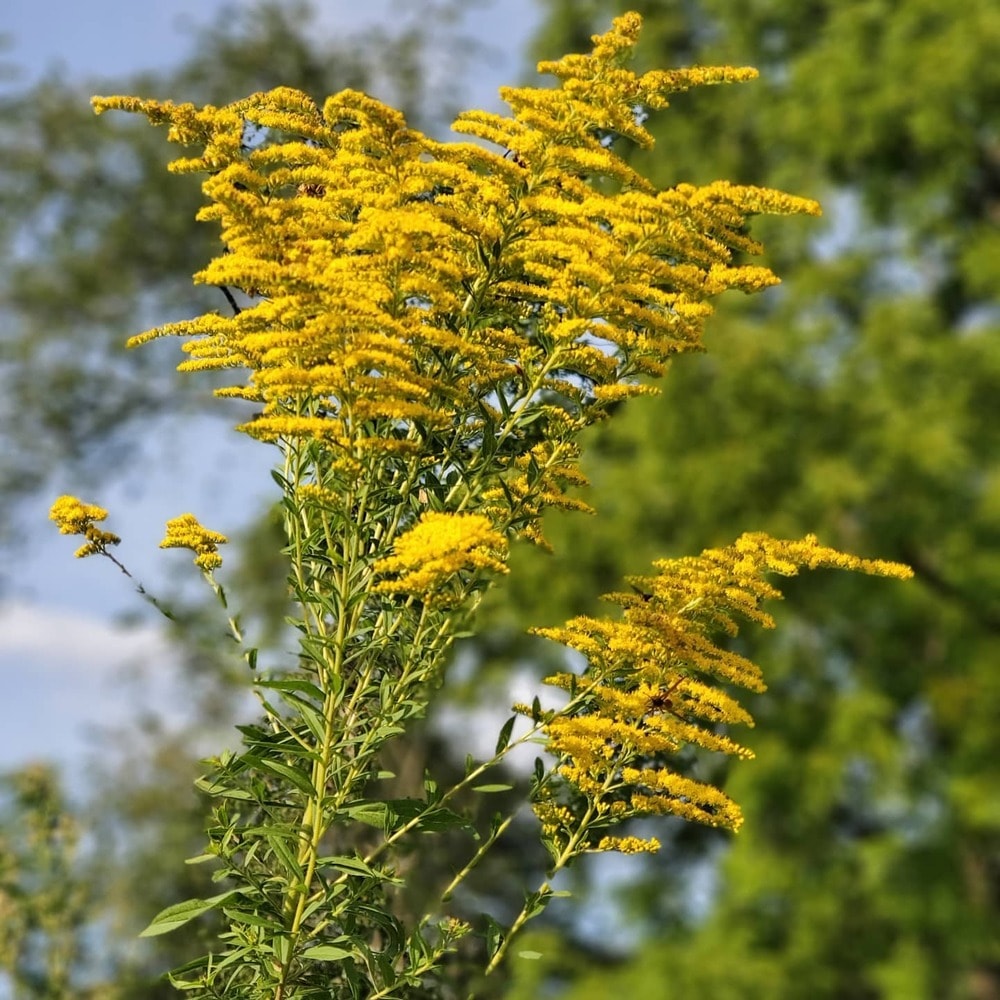 goldenrod flower and its meaning goldenrod flower and its meaning