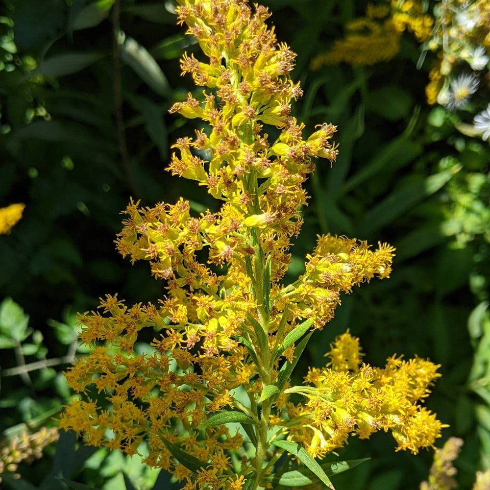 solidago flower growing in a garden solidago flower growing in a garden
