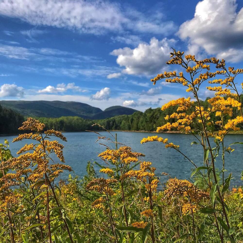 yellow goldenrod flowers glowing in the sun yellow goldenrod flowers glowing in the sun