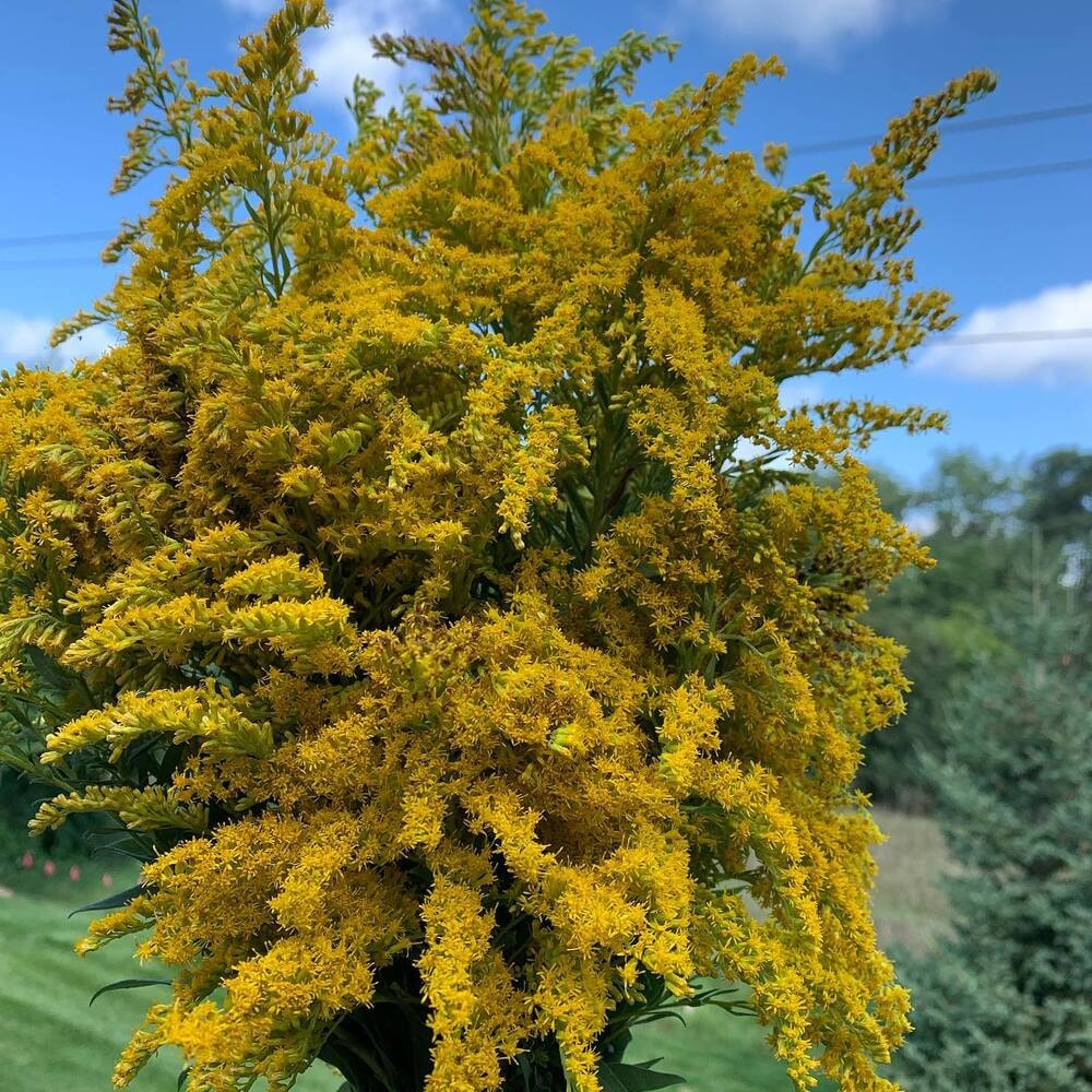 a beautiful bunch of solidago goldenrod flowers a beautiful bunch of solidago goldenrod flowers