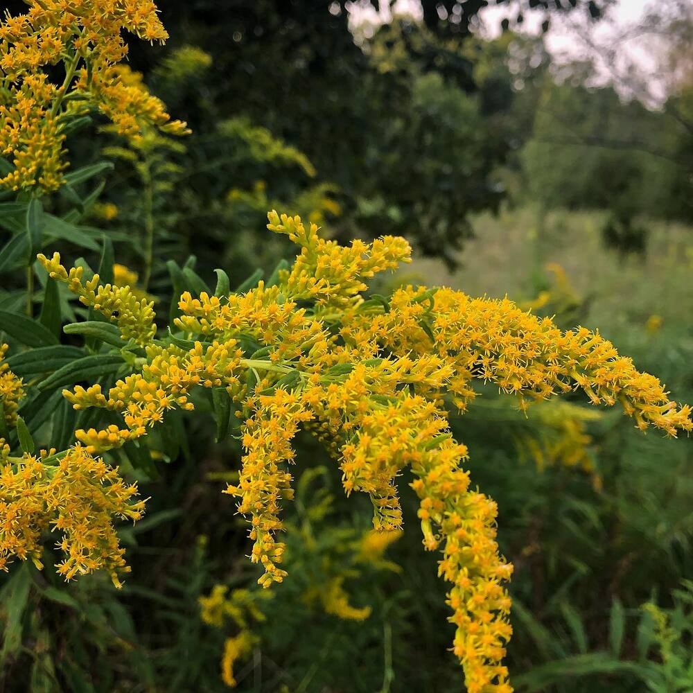 detailed view of goldenrod solidago flower - they are well known for their multi-variated benefits detailed view of goldenrod solidago flower - they are well known for their multi-variated benefits