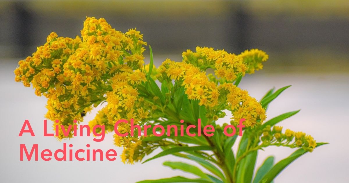 Goldenrod flower meaning - Thursd Article header image