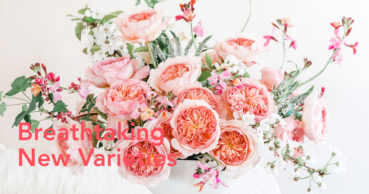 David Austin Introduces Two Exquisite New Wedding Roses