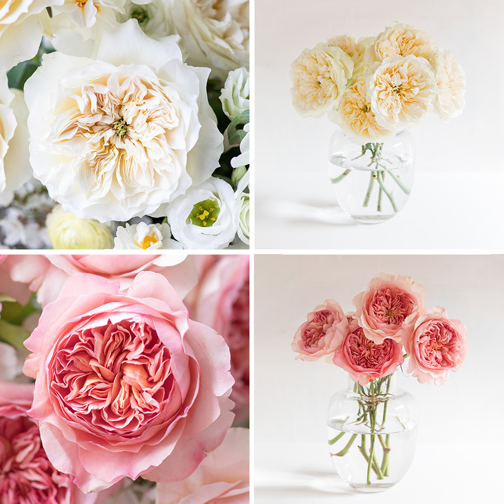 Two new varieties introduced by David Austin Two new varieties introduced by David Austin